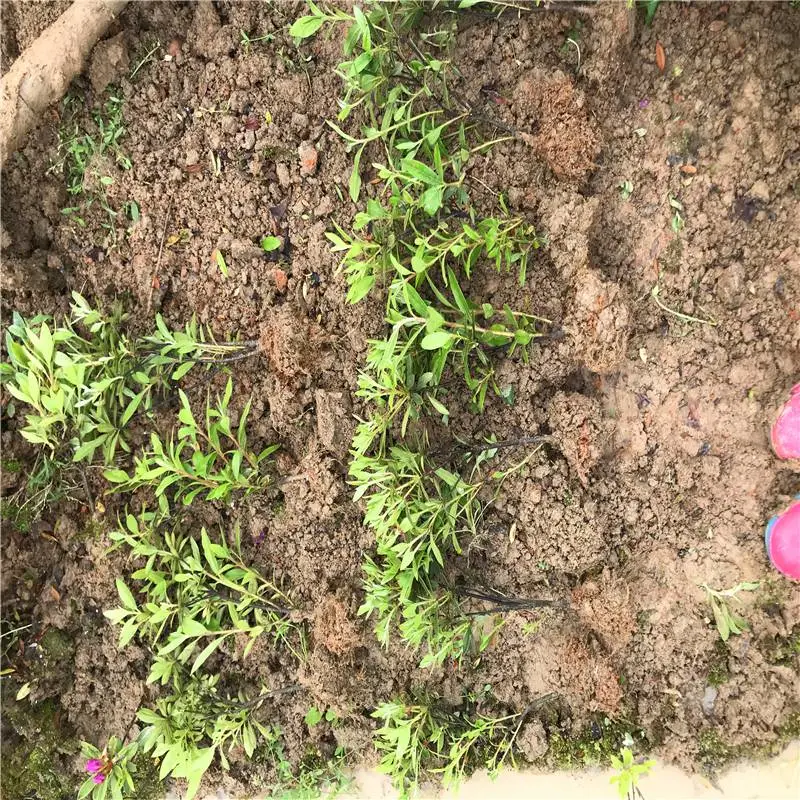 重庆江北杜鹃小苗一株的价格诚意配合