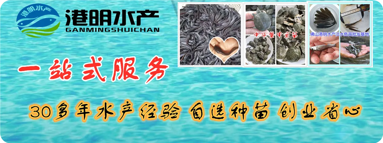 佛山市高明区杨和镇港明鱼苗场