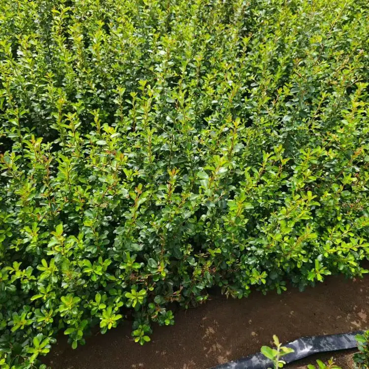 基地直供火棘工程苗 红果火把果绿篱苗庭院小区绿化救军粮苗批发