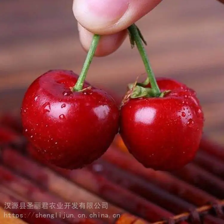 红灯大樱桃矮化樱桃苗樱桃苗价格 圣丽君