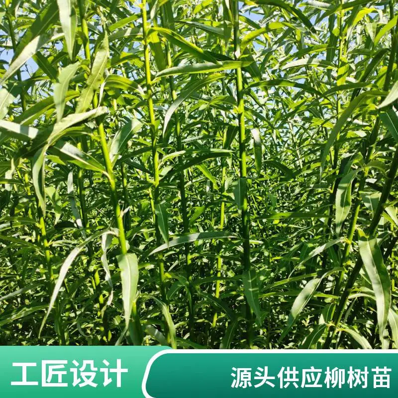 重金属柳枝稷 小区公园道路观赏造景绿植 园林绿化工程苗木