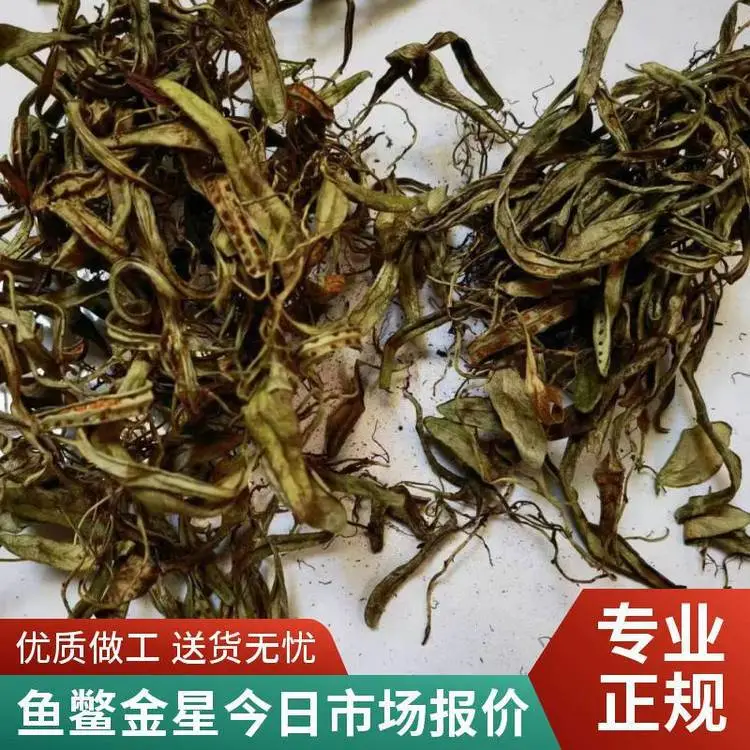 供应中药材野生抱石莲/鱼鳖金星干货正品1000克起售包邮