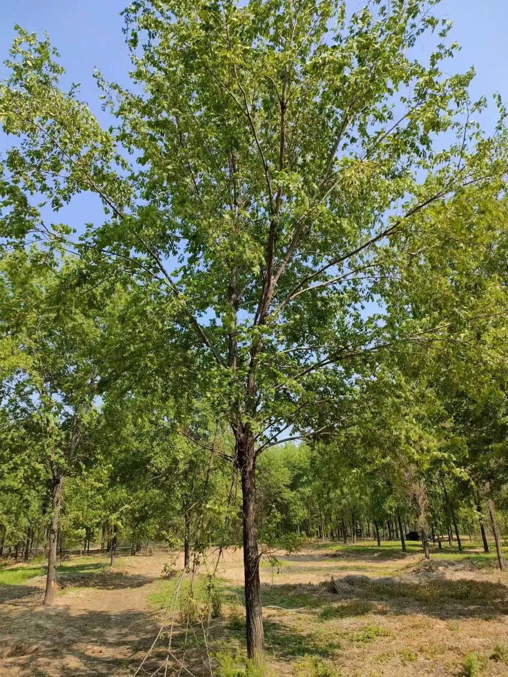 陕西安康二乔苗木榆树小苗种植基地装车价格,1米高榆树苗厂家批发,榆树小苗产地报价