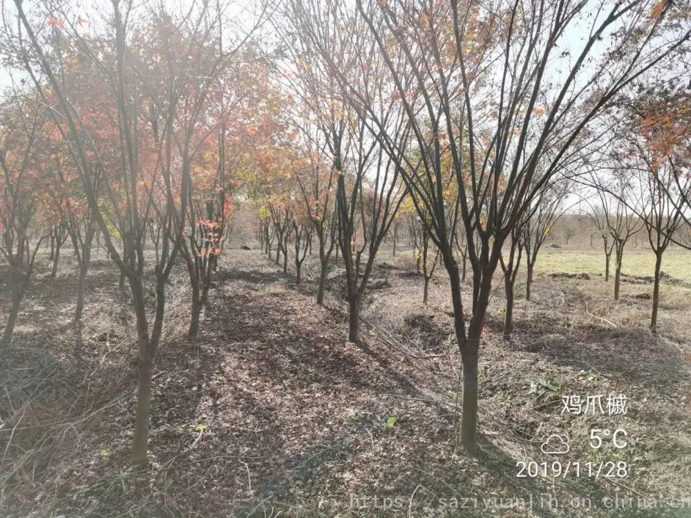 小叶鸡爪槭基地 源头工厂 园林工程绿化鸡爪苗
