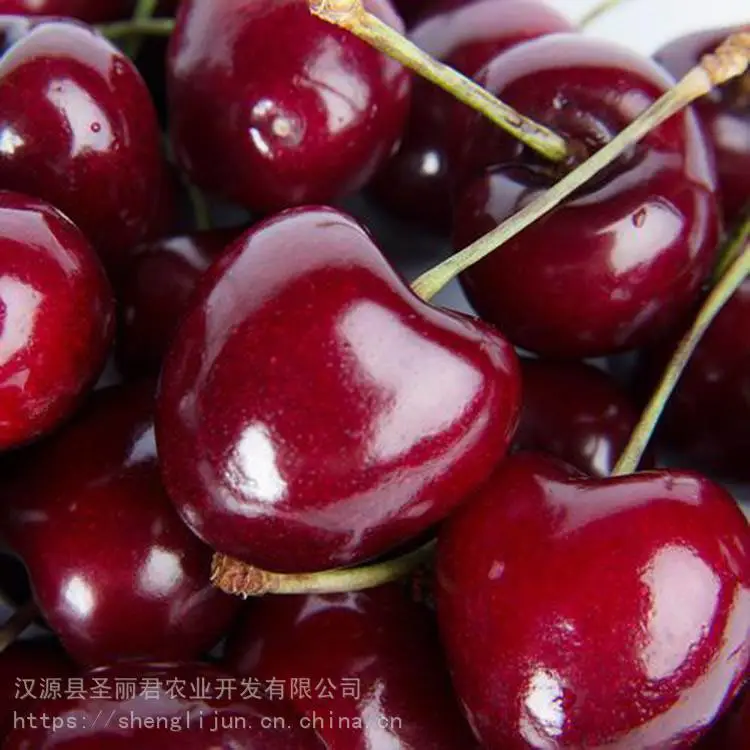 拉宾斯大樱桃樱桃果树拉宾斯大樱桃价格 圣丽君