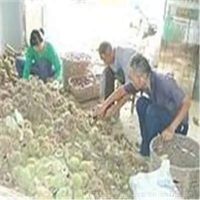 板栗脱壳机价格操作说明承诺守信