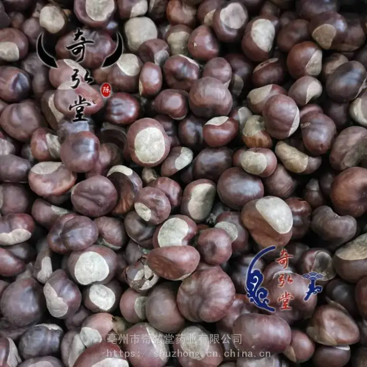 野生天师栗是