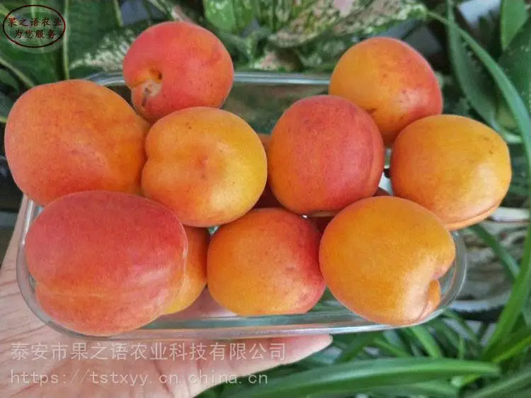 南高丛蓝莓苗、芝妮蓝莓苗量大从优、南高丛蓝莓苗