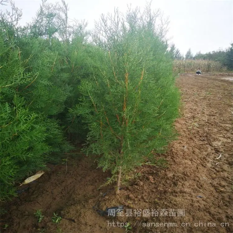 临汾树苗侧柏 大冠幅不拖腿 柏树农户种植苗圃