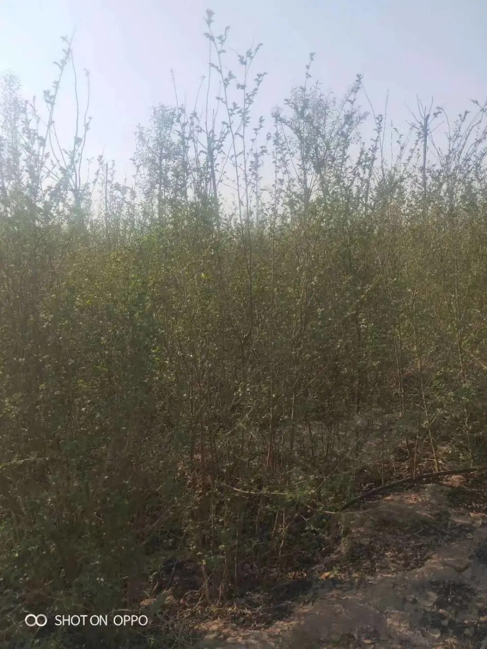 陕西汉中二乔苗木榆树苗基地批发上车价格,2米高榆树苗基地,榆树小苗产地报价
