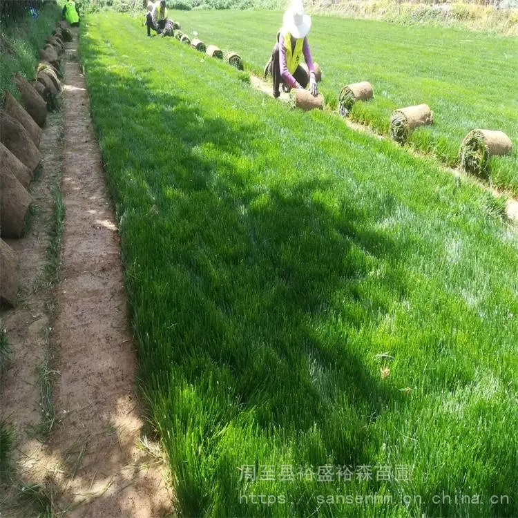杨凌苗圃绿化草坪草籽-退耕还林土地复绿 绿化草坪草籽苗木价格