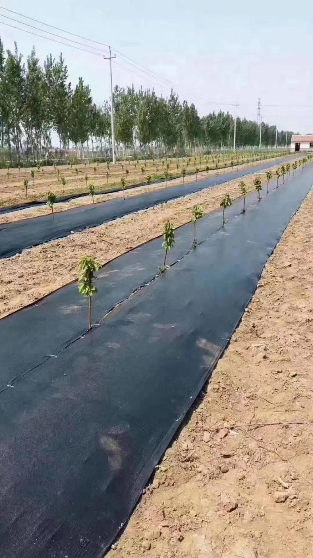 PE果园大棚防草布 高遮光零杂草透水防腐抑草席