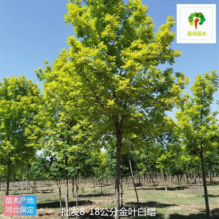 12公分金叶白蜡-苗木产地-金泽苗圃场-技术指导-枝多叶密