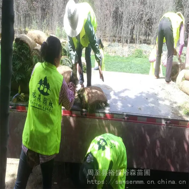 渭南出售夏季花海种子 退耕还林土地复绿 混播草坪种子