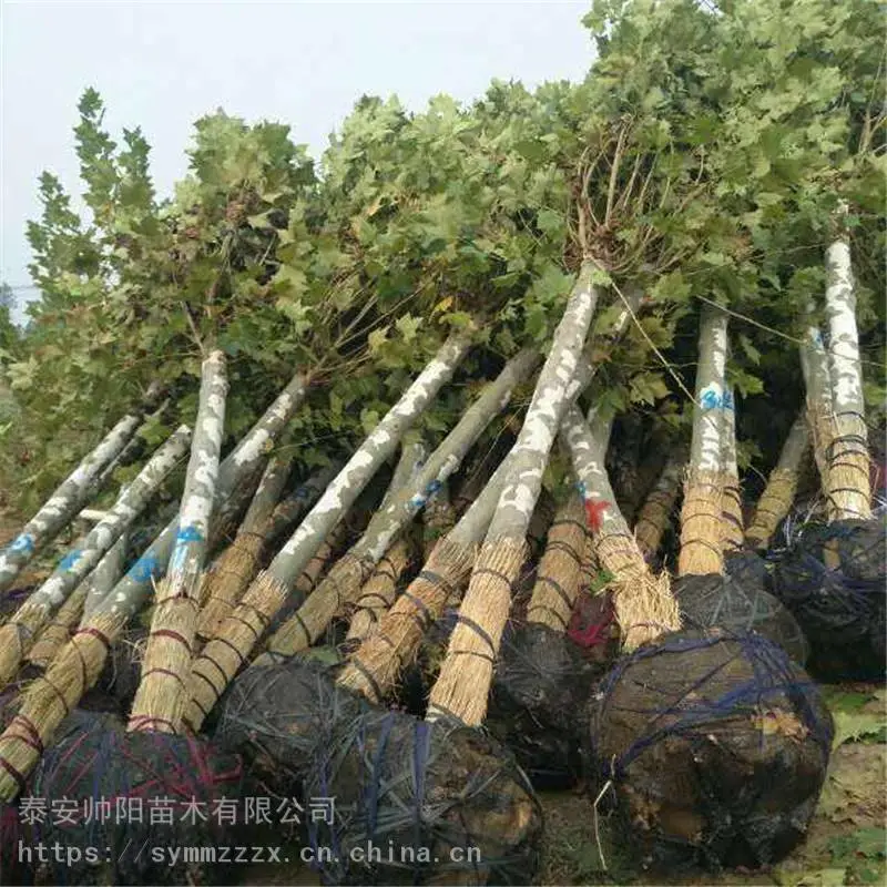 15公分法桐 售后服务质量好 帅阳 资讯信息基地 法桐 自产自销