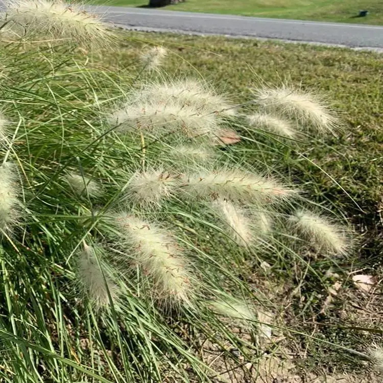出售小兔子白穗狼尾草 市场报价