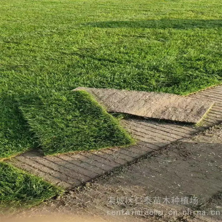 成活***的草坪品种有哪些草坪 混播草皮卷 木槿种子