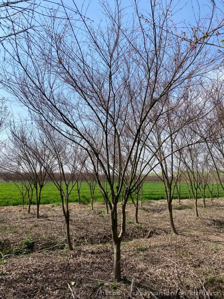小叶鸡爪槭基地 源头工厂 园林工程绿化鸡爪苗