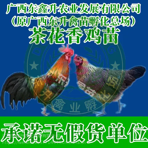柯坪县-那里有小鸭苗批发市场-河南鸭苗-山东鹅苗