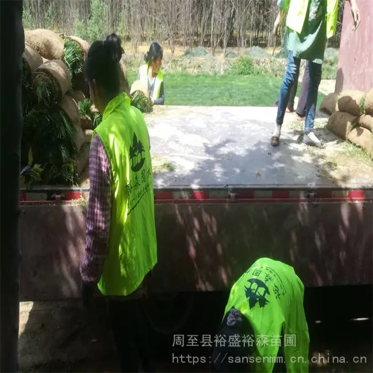 杨凌苗圃绿化草坪草籽-退耕还林土地复绿 绿化草坪草籽苗木价格