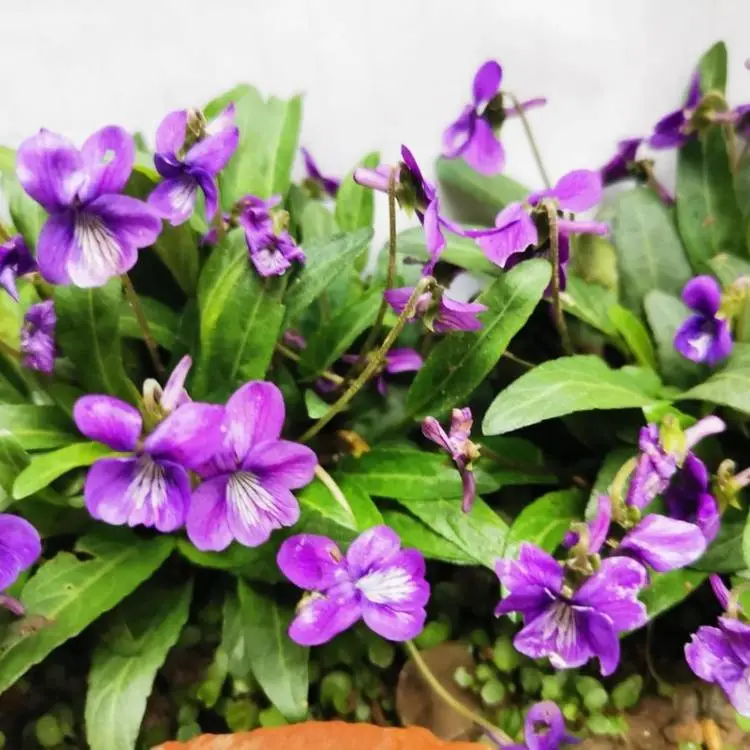 基地出售紫花地丁盆栽小区庭院公园造景观赏绿化花坛点缀工程