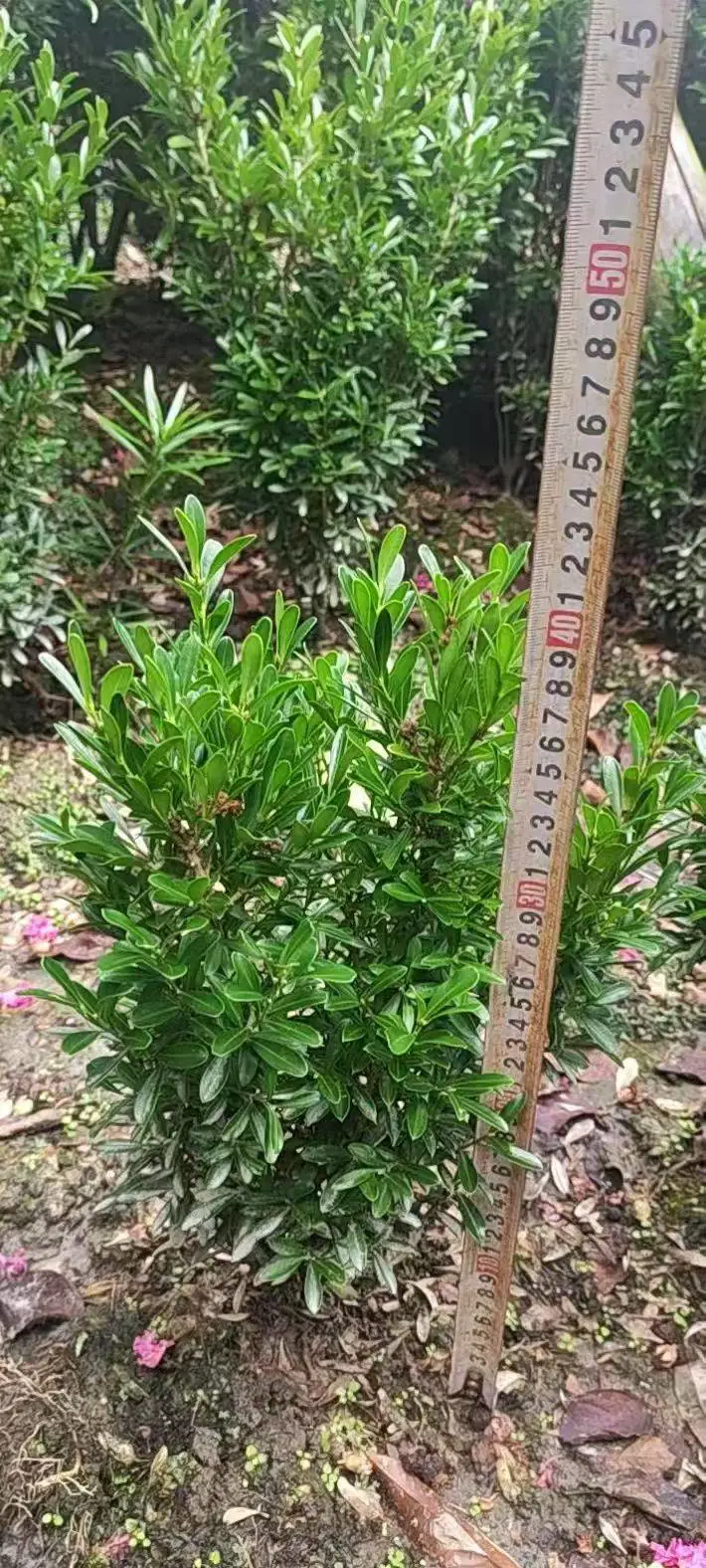 豆瓣黄杨批发 西南地区绿化*** 带土发货 景观道路绿化带品种