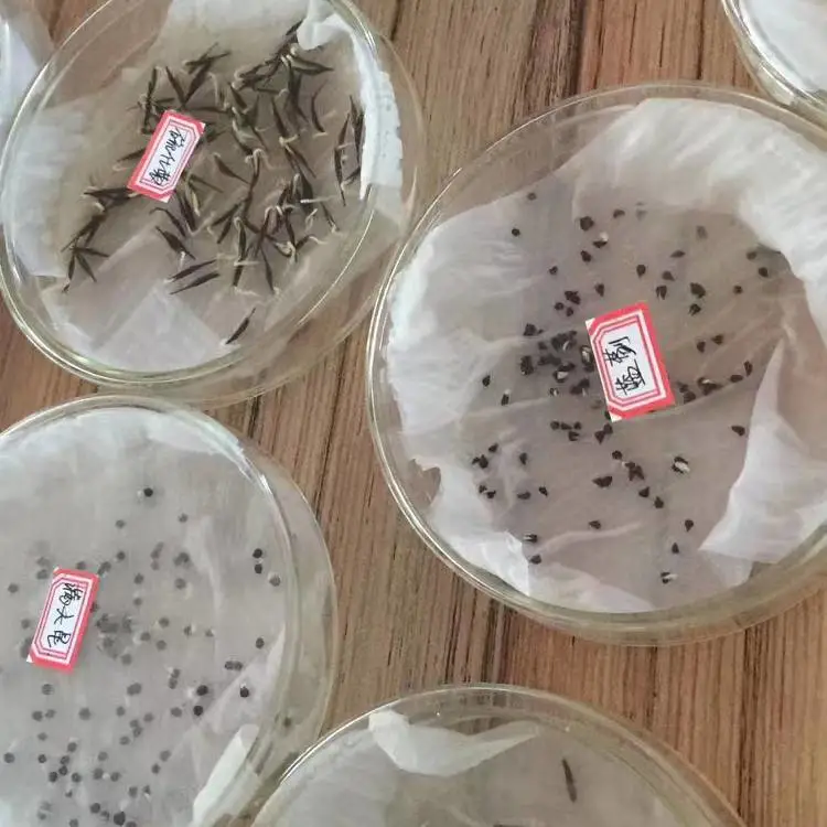 绿化专用金光菊金黄色种子西葫芦适合2月播种