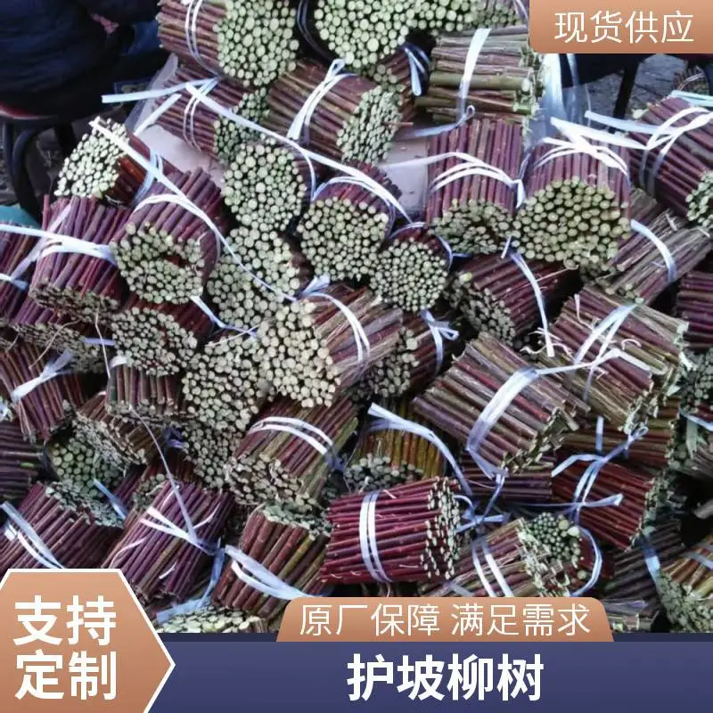 基地出售 柳枝稷小苗 草本绿化工程配植 地被栽植苗规格齐全