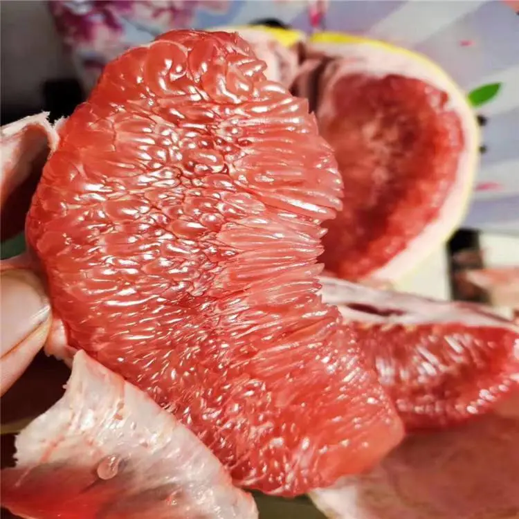 吉安5 6 7公分红皮红肉柚子苗欢迎来电