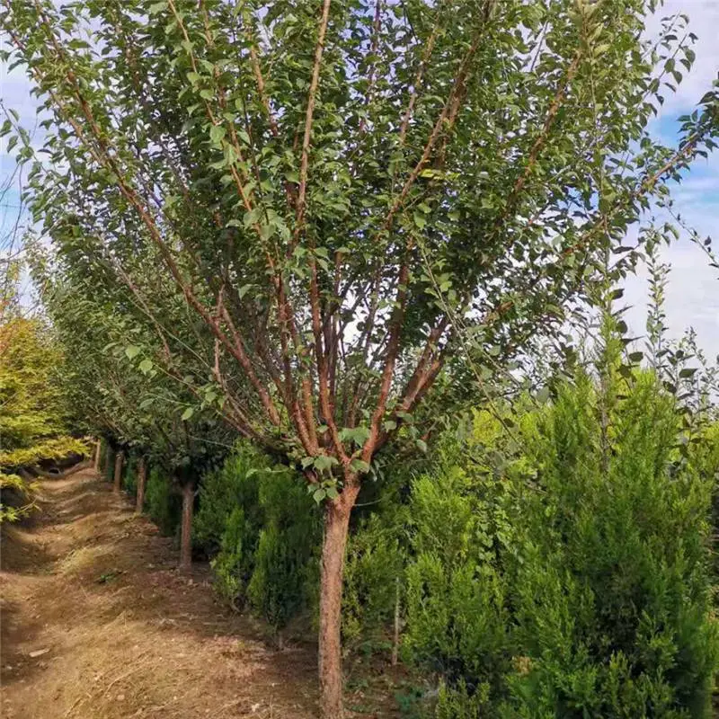 10公分红梅树 自己苗圃 可随便选 风景树梅花 绿化庭院种植
