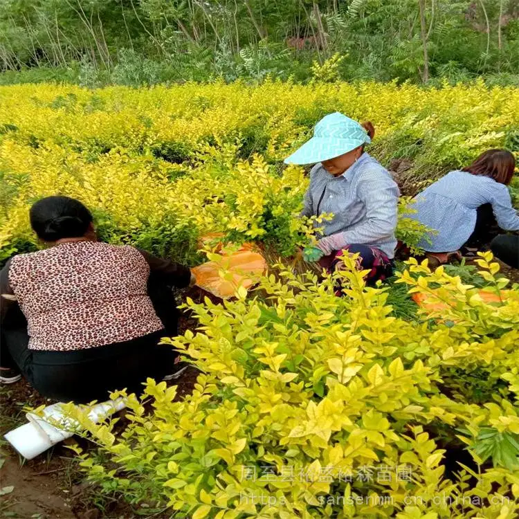 陕西周至苗圃-球形冬青周至品种齐全-周至道路隔离带苗木