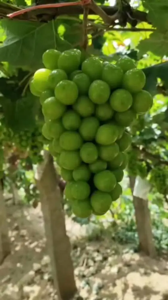 辽宁阳光玫瑰葡萄苗脱毒阳光玫瑰葡萄苗脱毒阳光玫瑰葡萄树苗中晚熟葡萄品种