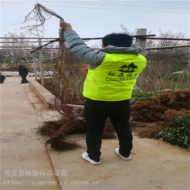 乌兰察布爬山虎1米苗 常绿爬藤多枝植物m1