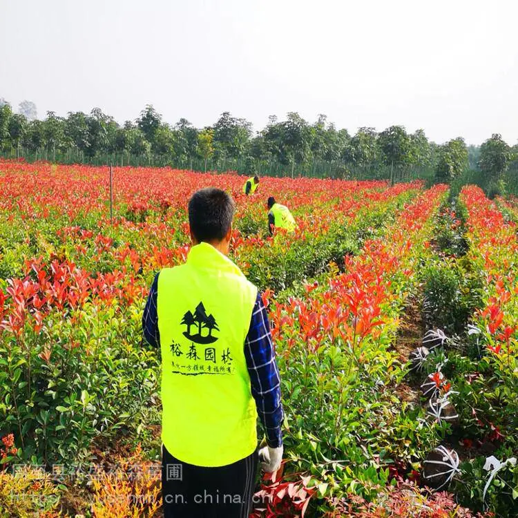 北方苗木基地 绣线菊 种子花苗园林 龙爪槐