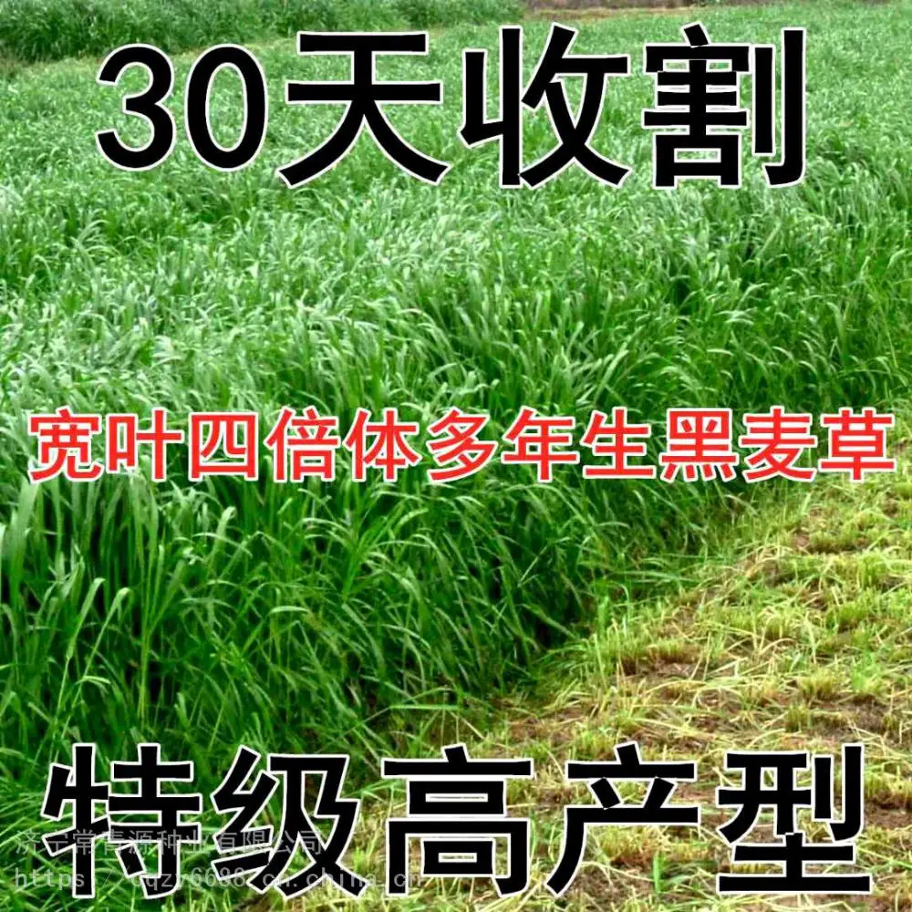 武威草种子有哪些品种图片田高梁批发