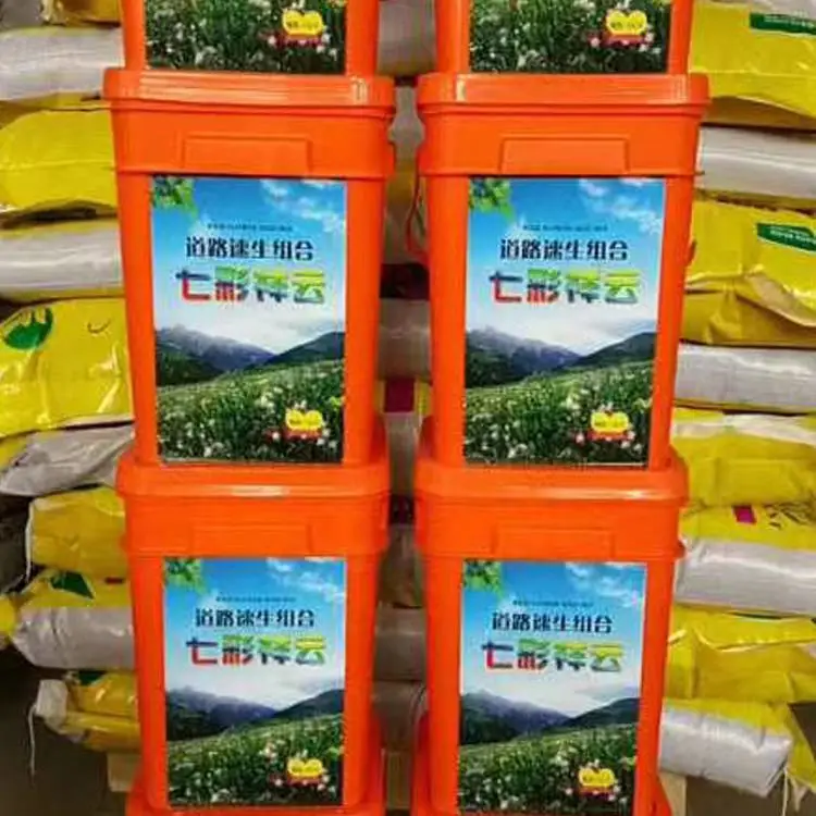 小灌木刺槐花环菊种子茼蒿菊花籽黄山栾朴树小叶