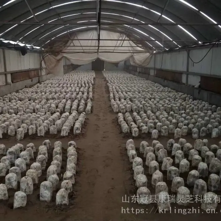灵芝栽培技术 林下套种灵芝 赤灵芝菌包菌袋 占地补偿菌包 林下野生灵芝栽培 食药用灵芝栽培技术培训