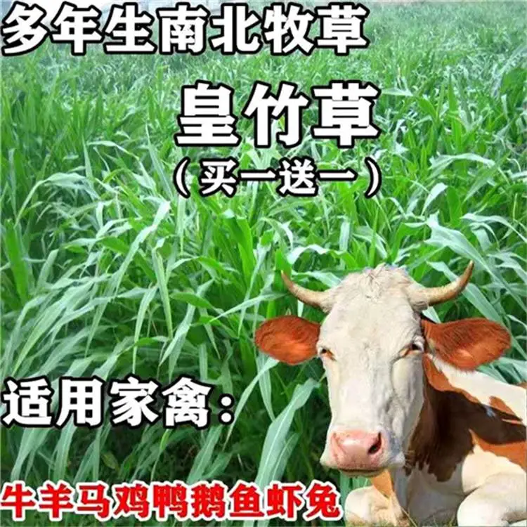 宁夏吴忠常青草种草籽厂家批发护坡绿化草籽草种籽