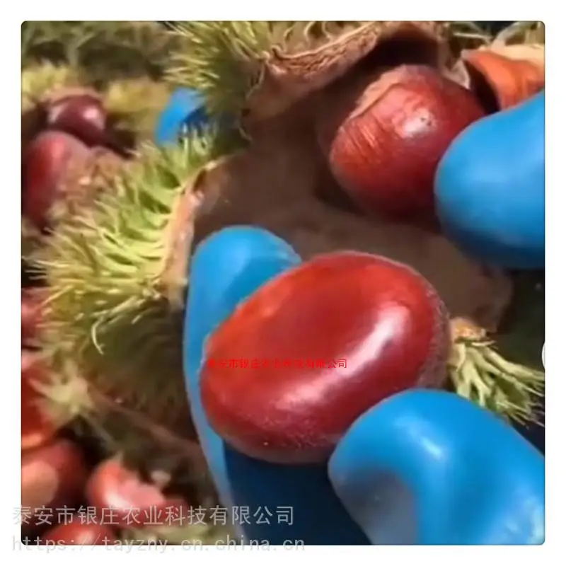 泰山薄壳板栗树苗价格 华光板栗苗品种 大红袍板栗树苗多少钱一棵