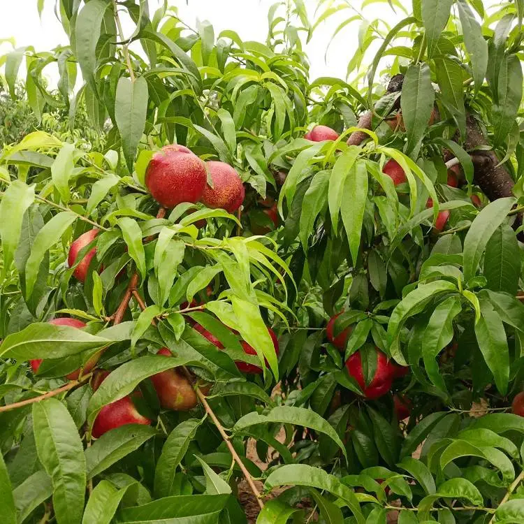 辽宁黄油桃苗 黄蜜油桃树苗