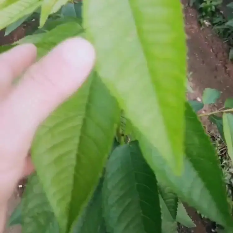 苹果树布鲁克斯樱桃苗 俄罗斯8号大樱桃树苗 管理技术
