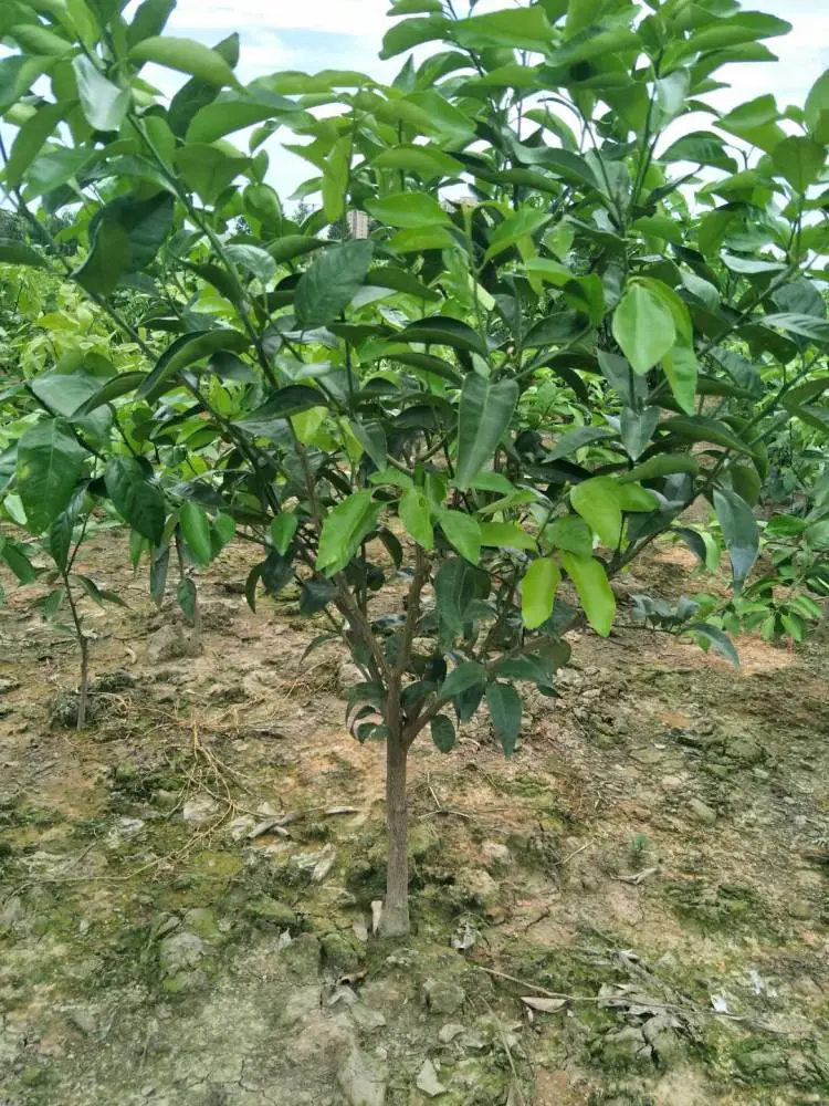 杭州西湖 日南 091无核沃柑 基地直发