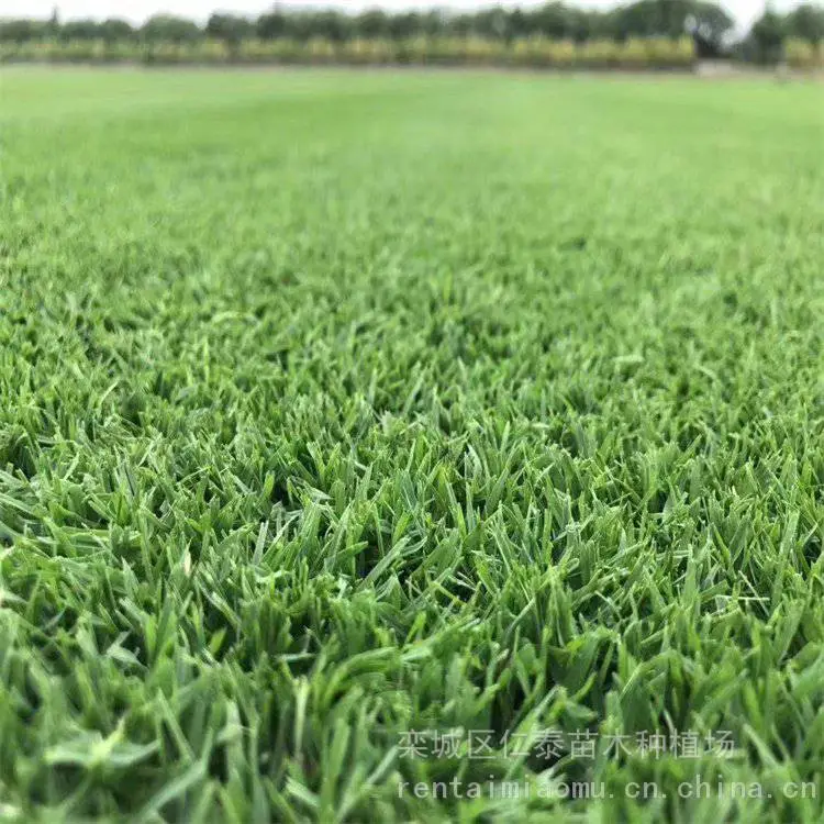 出售混播黑麦草 大型草坪基地 现挖草皮 护坡绿化 快速复绿