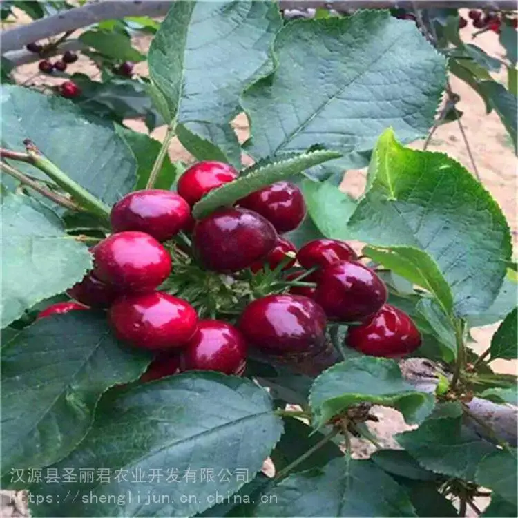 红灯大樱桃矮化樱桃苗樱桃苗价格 圣丽君