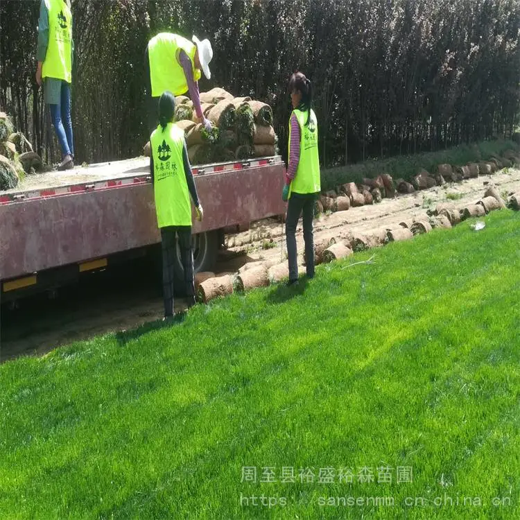 景观绿化草皮基地 草坪机器成卷易种植
