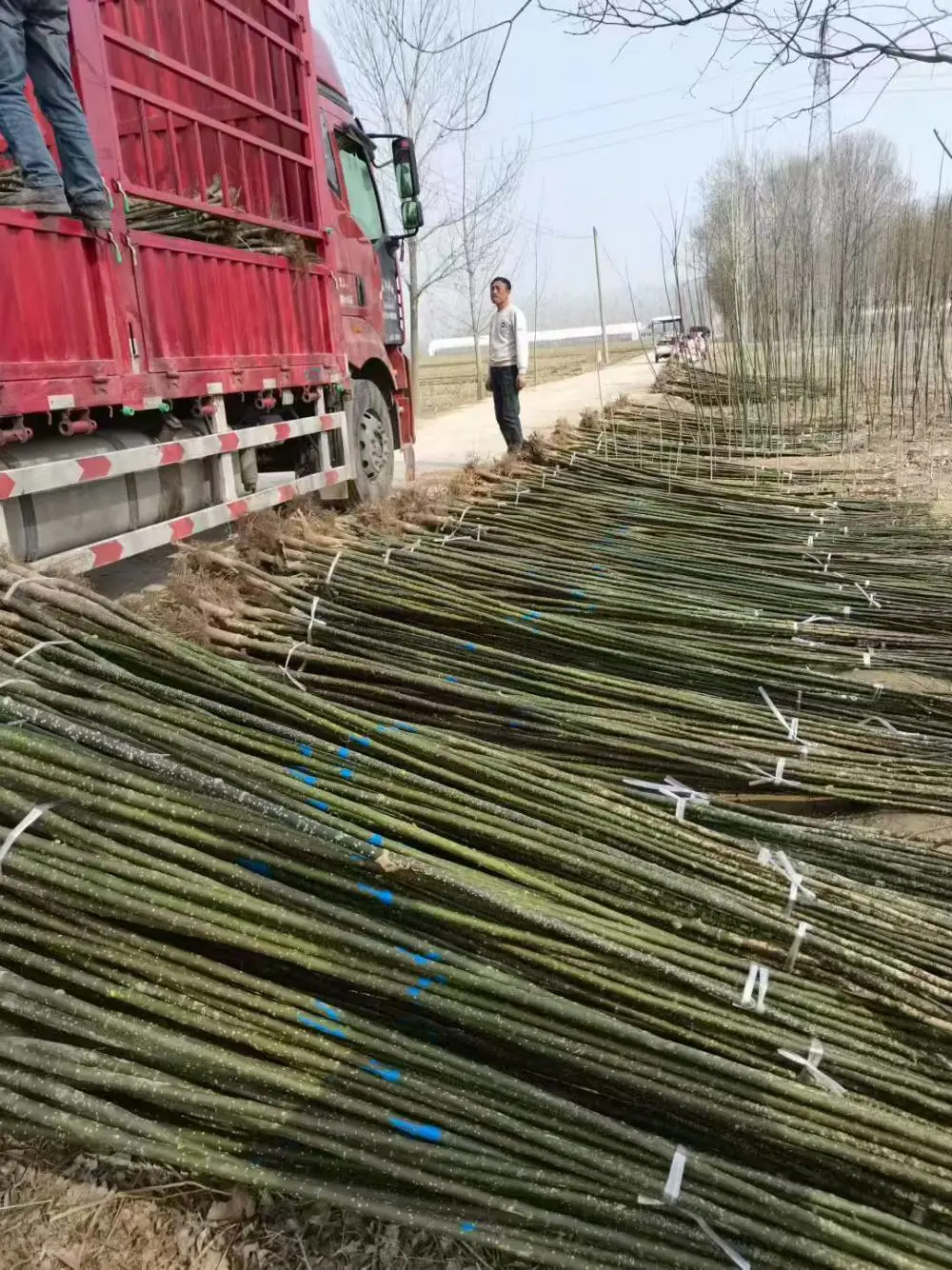 山东日照淑女国槐小苗基地多少钱一颗,淑女国槐苗厂家上车价格,淑女国槐苗产地报价,淑女国槐苗木供应商