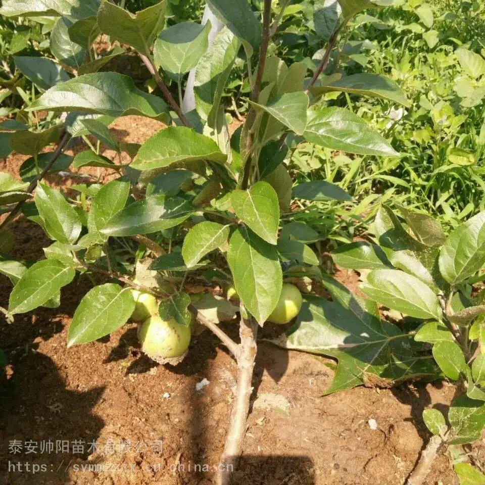 柱状苹果树苗销售情况 帅阳苗木 推荐基地 苹果苗大型苗木公司