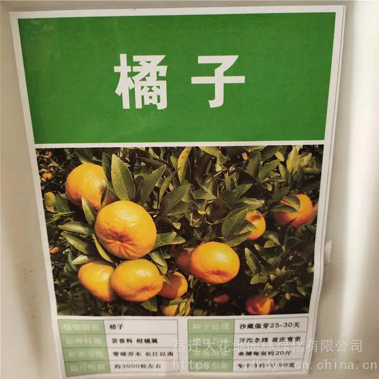 新采摘水果种籽 橘子种子 发芽率好 提供种植技术 支持快递发货