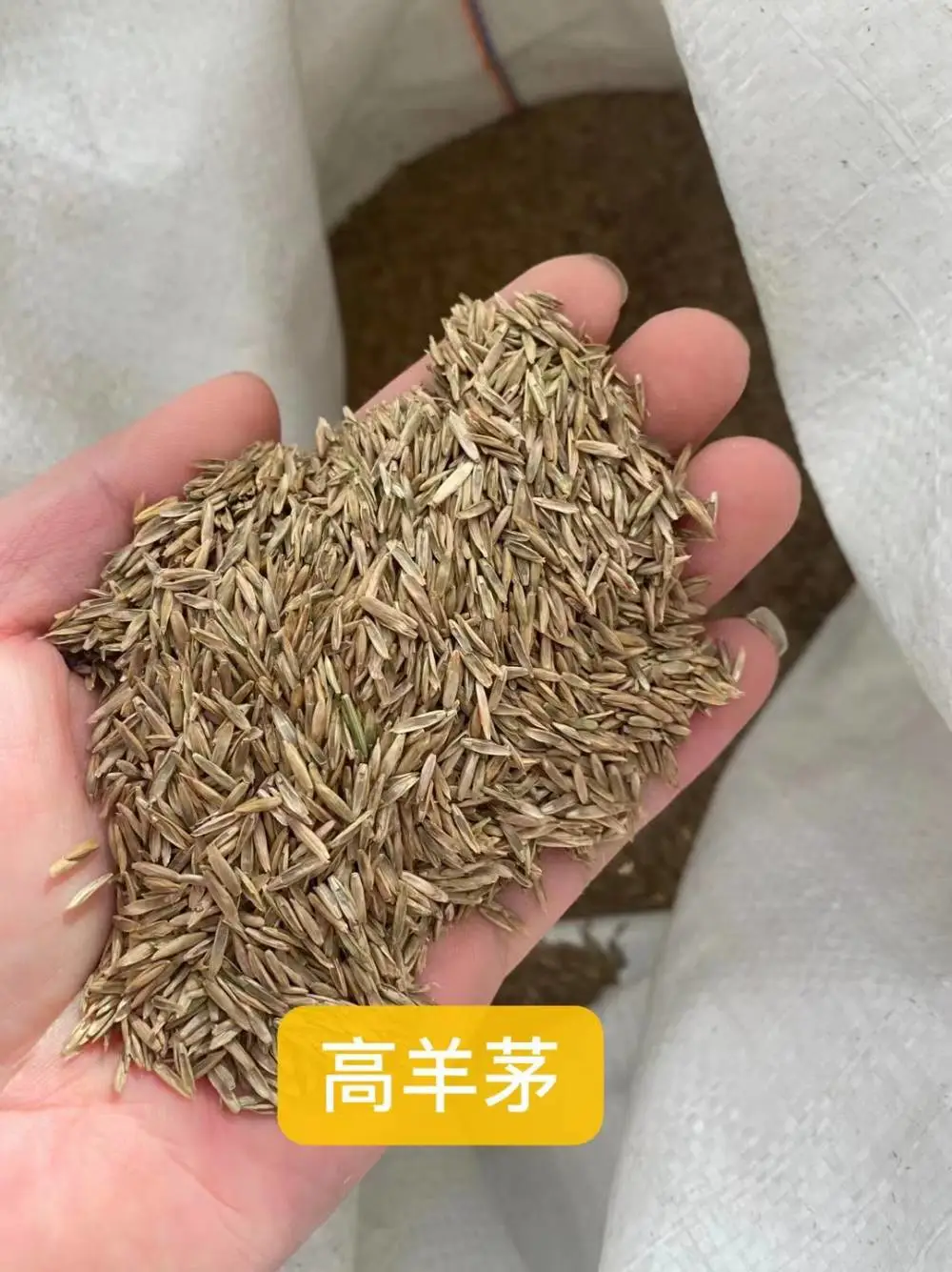 山东东营本地出售枫香种子 白茅草籽 藿香普通花种籽