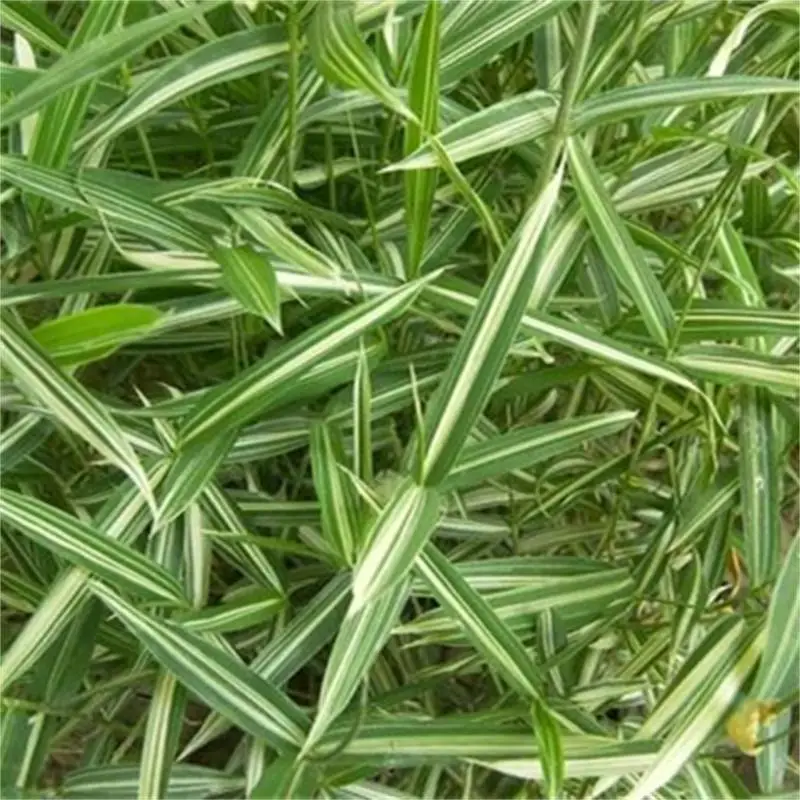 基地大量批发出售 菲白竹 景区园林行***赏性种植造景绿化竹苗